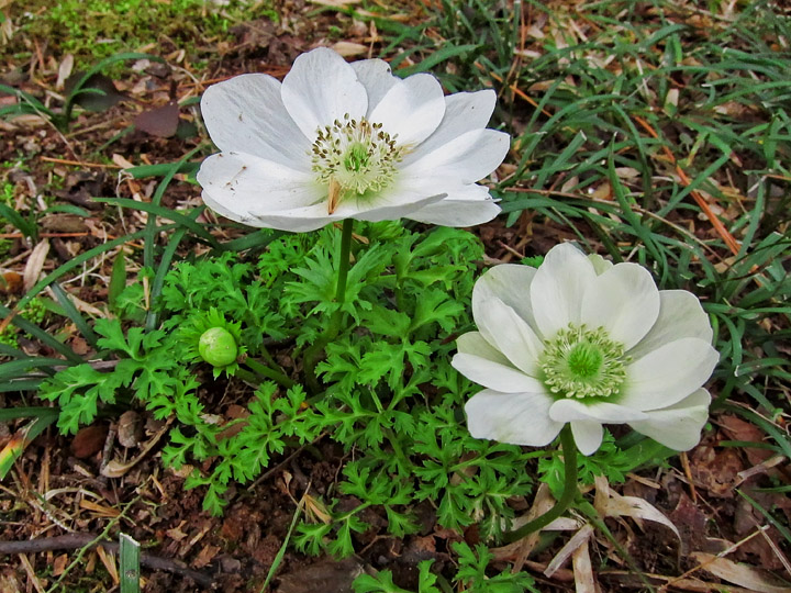 Anemones