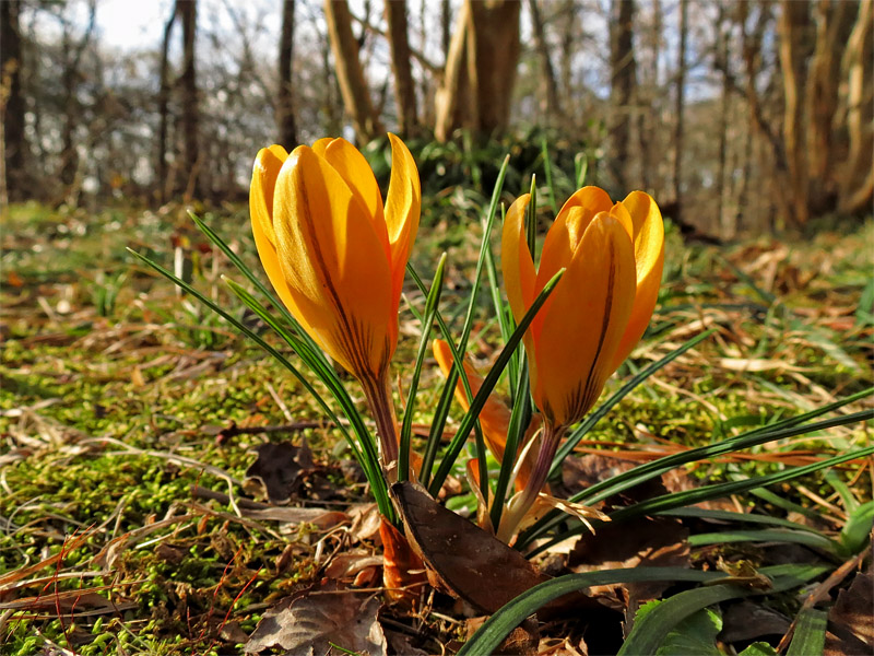 Crocus