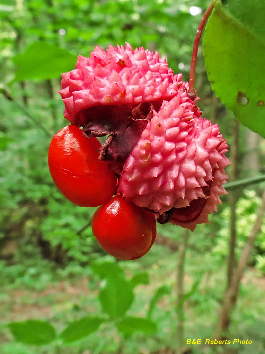 Strawberry_bush_seed