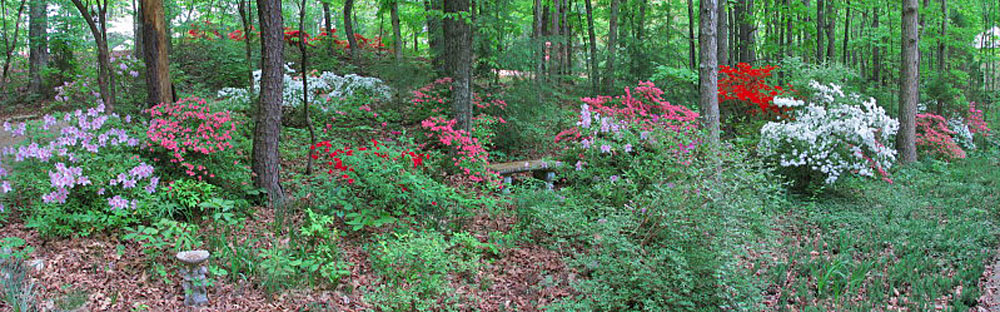 Azalea_pano