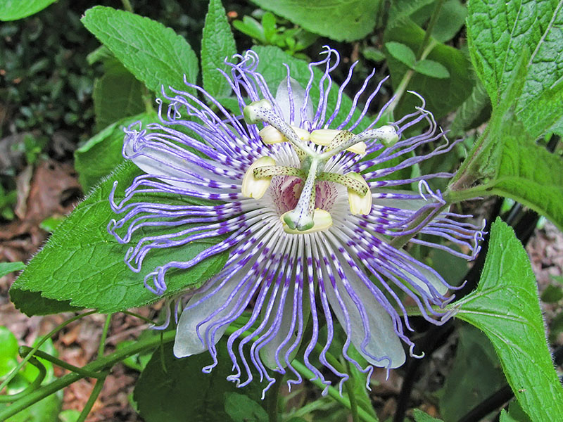 Maypop