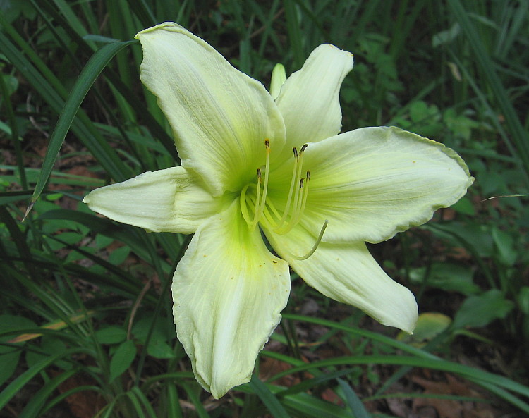 daylily