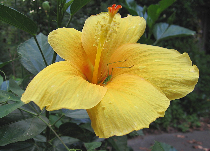 hibiscus