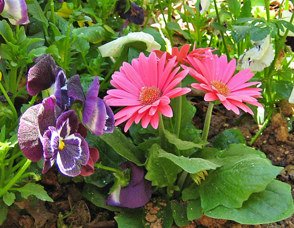 Pansies_daisies