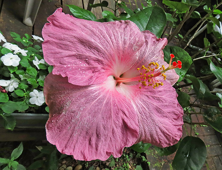 Hibiscus