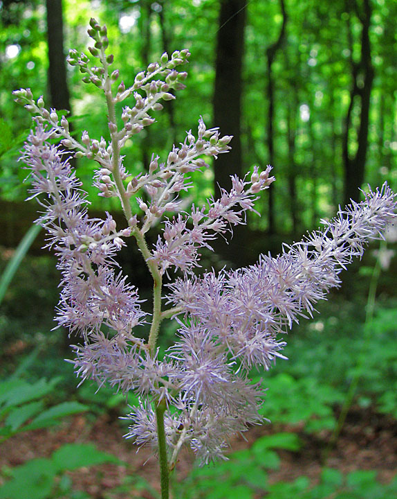 Astilbe