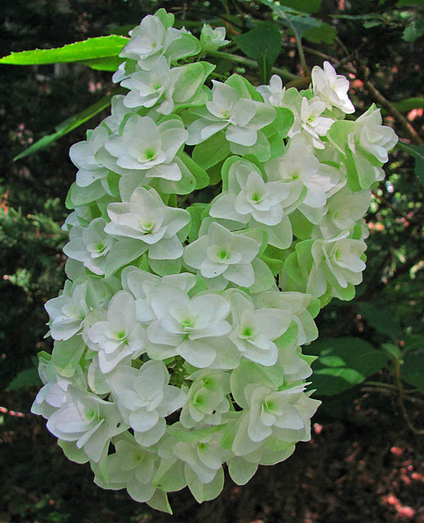 Oakleaf_hydrangea