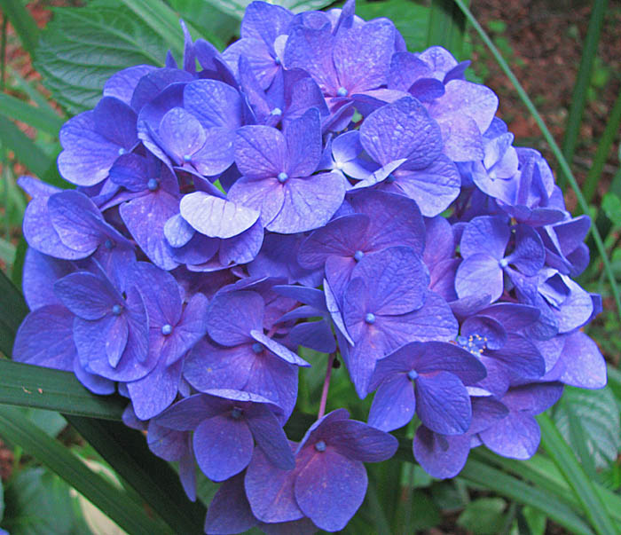 Hydrangea