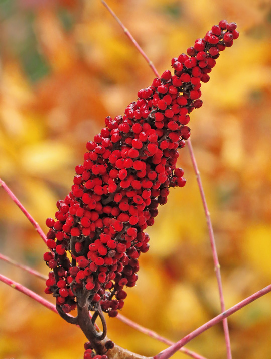 Staghorn_Sumac