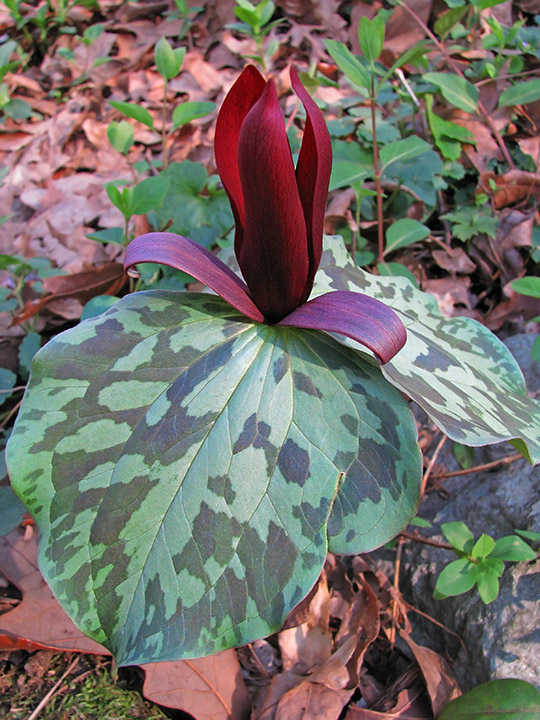 Trillium