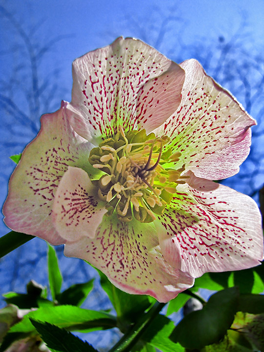 Lenten_Rose