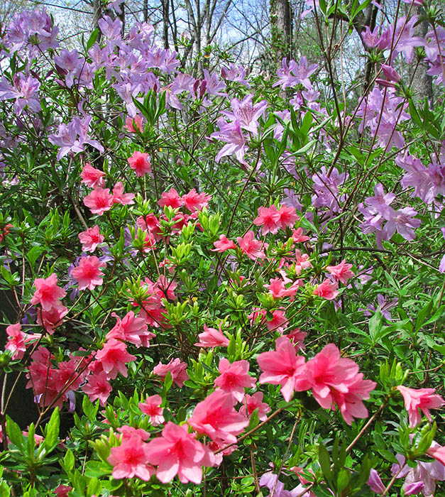 Two_azaleas