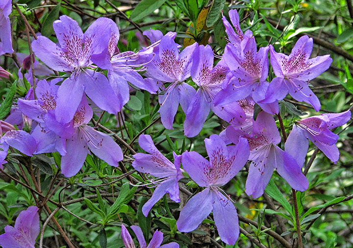 Azaleas