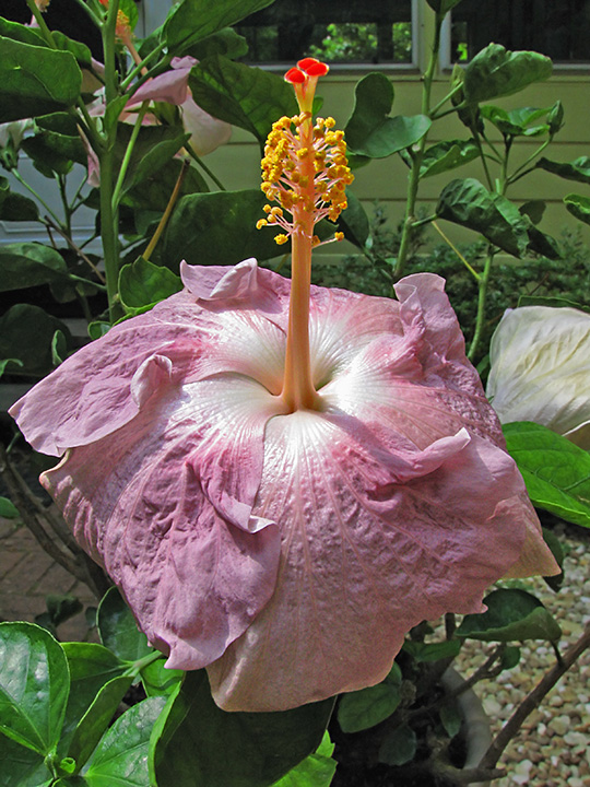 Hibiscus