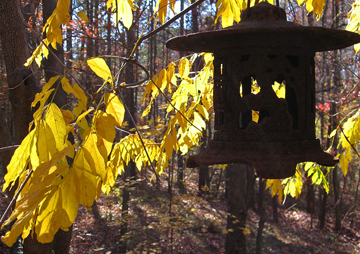 Lantern_leaves