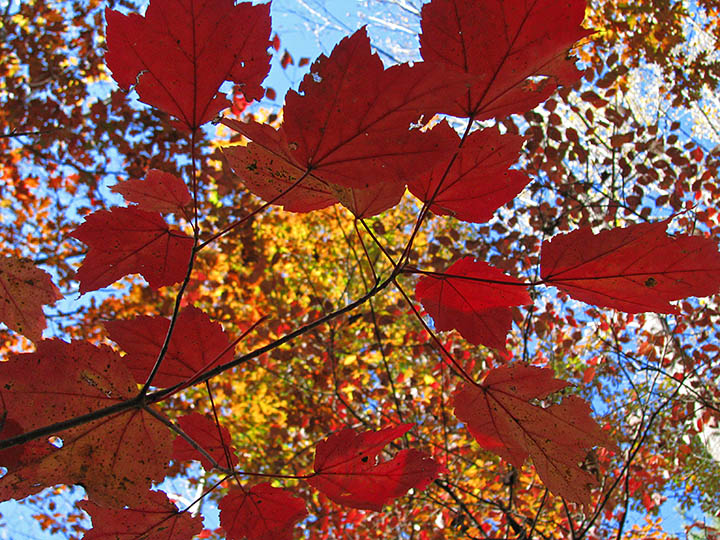 Backlit_maples