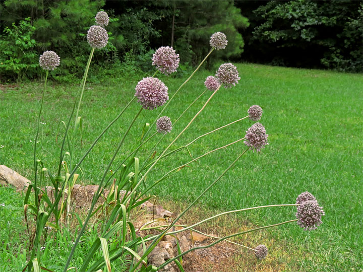 Alliums