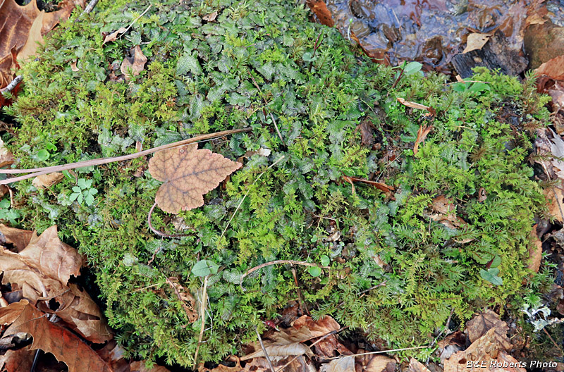 Lichen_moss_rock