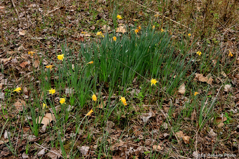 Daffodils