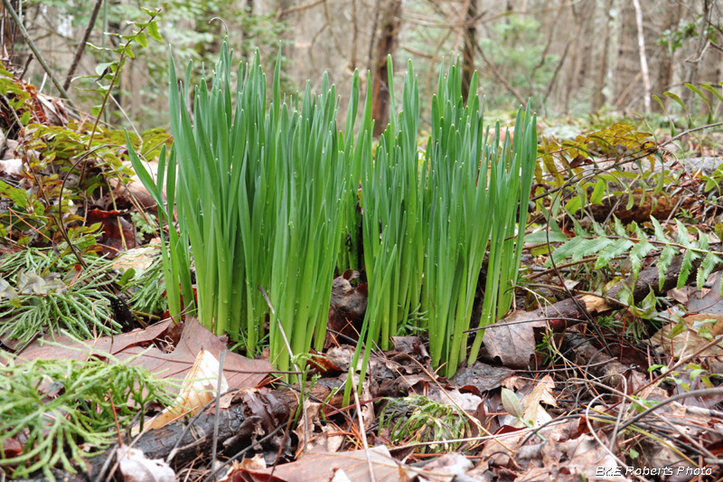 Daffodils