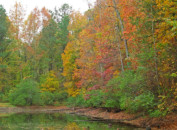 Fall_pond