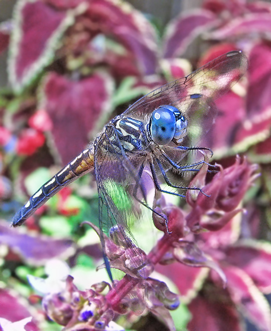 Blue_Dasher