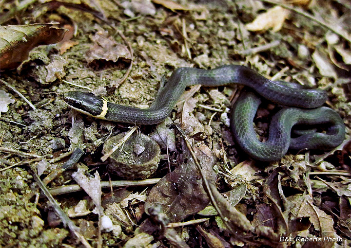 Ringneck_Snake