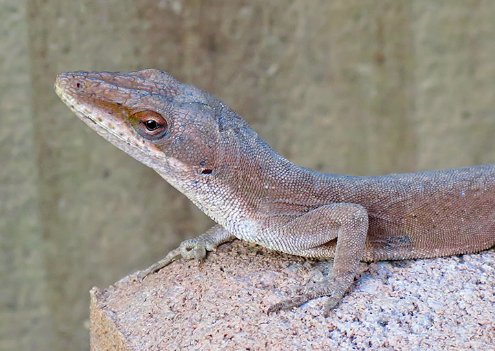 Anole