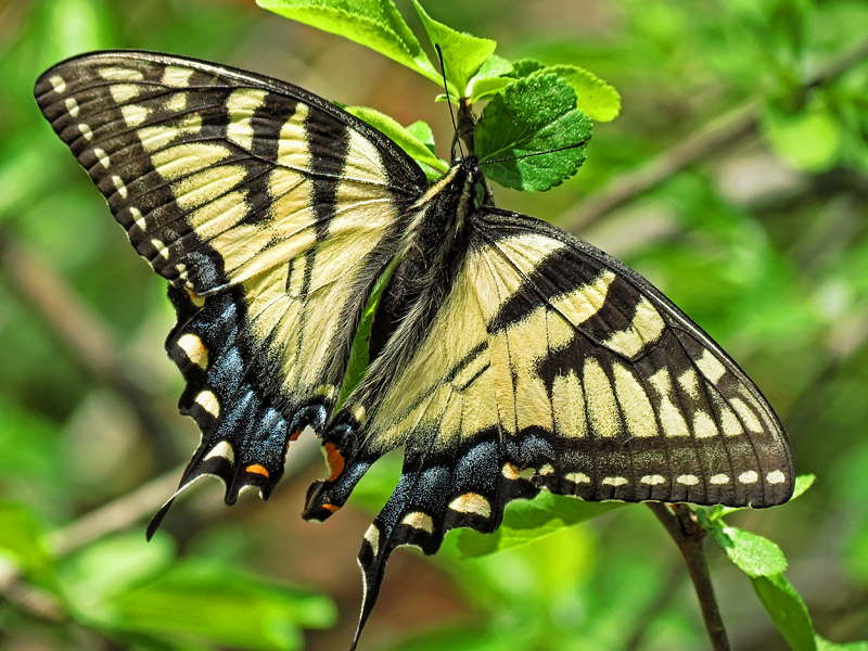 Swallow-tail