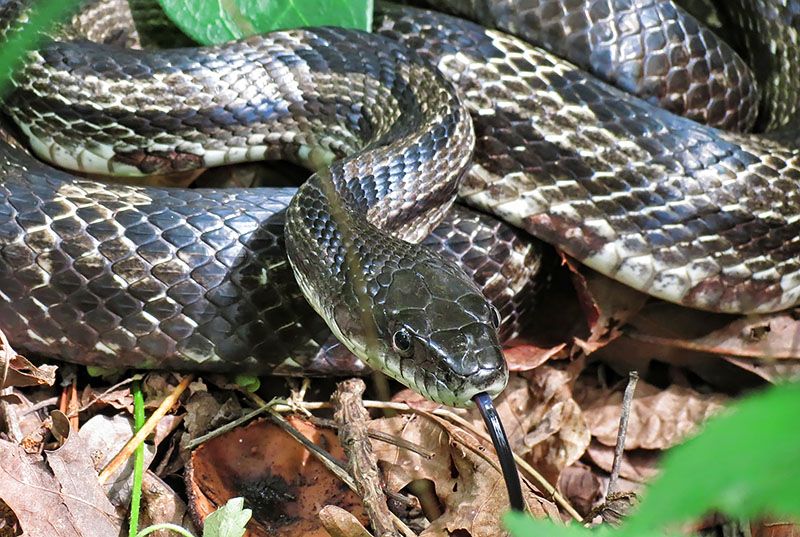 Gray_Rat_Snake