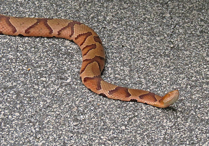 Copperhead