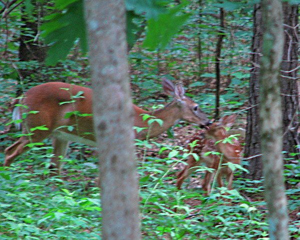 Doe_licking_fawn