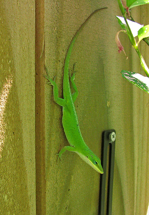 Anole