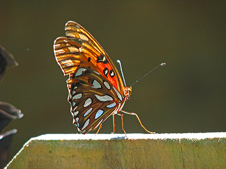 Fritillary