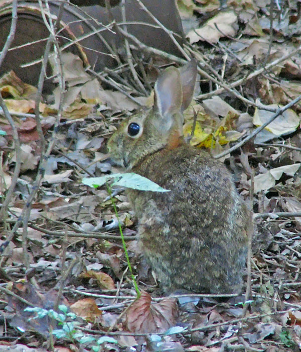 rabbit