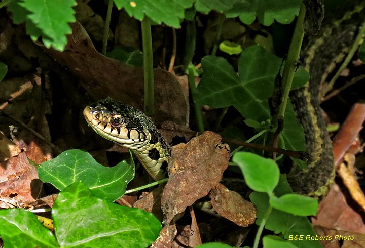 Garter_snake