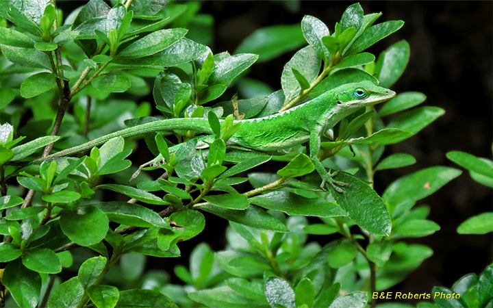 Anole