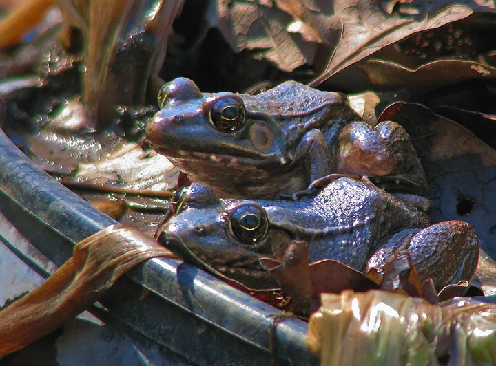 Frogs