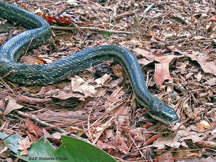 Rat_snake