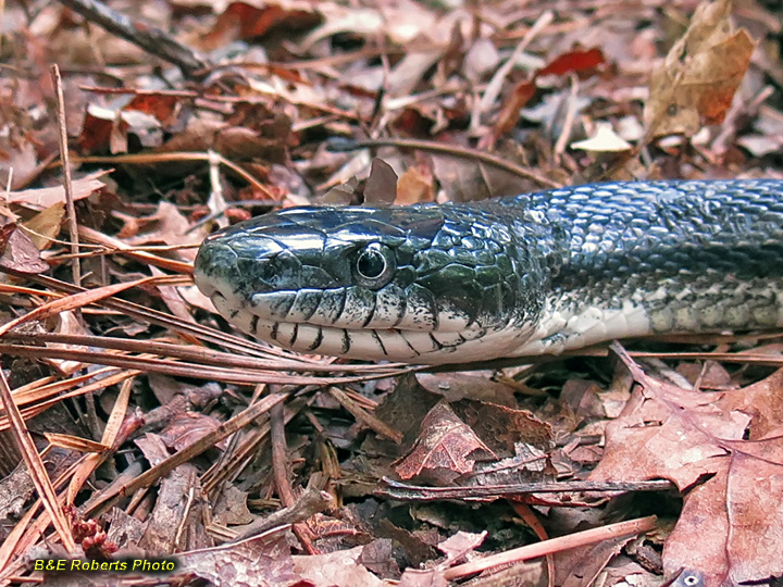 Rat_snake