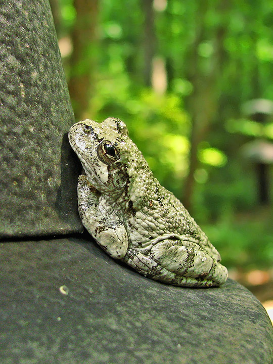 Common_tree_frog