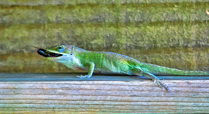 Anole_eating_fly