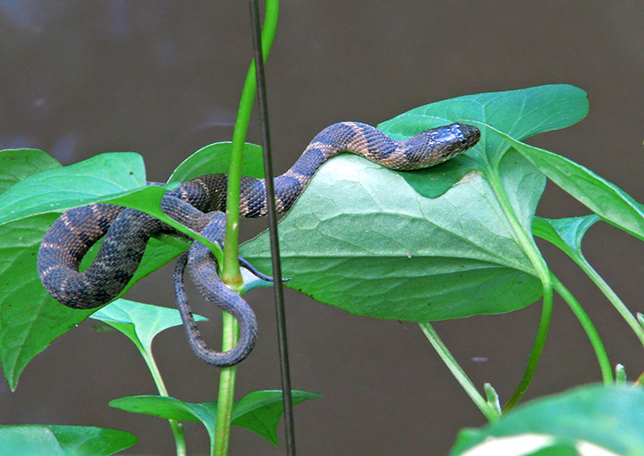 Watersnake