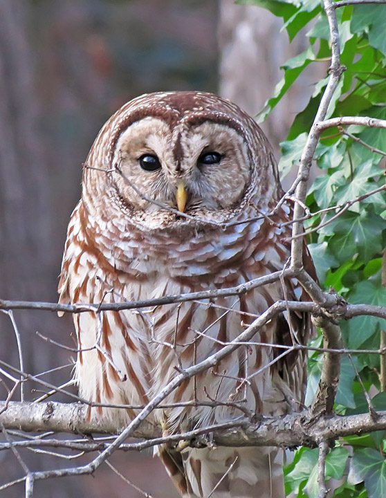 Barred_Owl