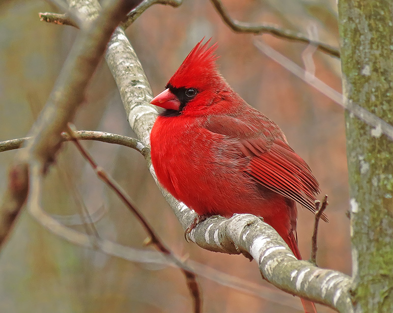 Cardinal