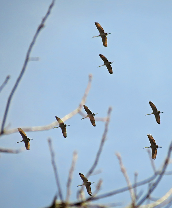 Sandhill_cranes