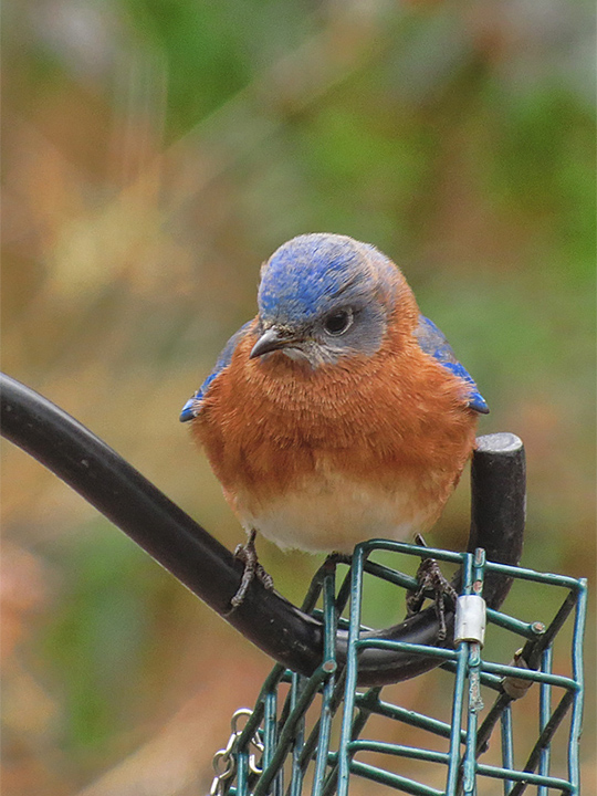 Bluebirds