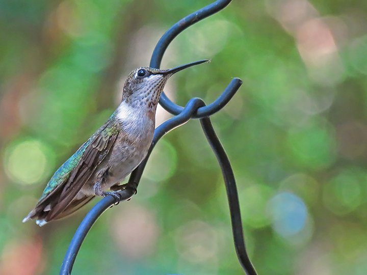 Rubythroated_hummer