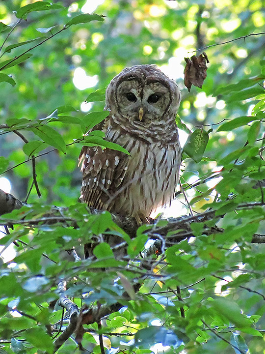 Barred_Owl