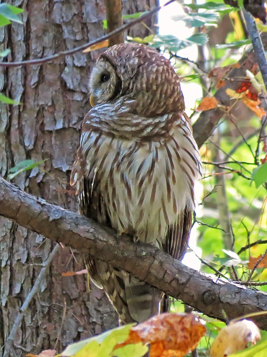 Barred_Owl